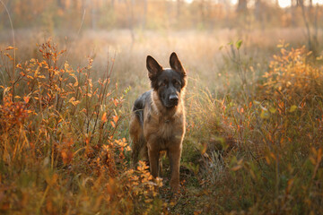 dog in nature. Autumn mood. German Shepherd in leaf fall in the forest