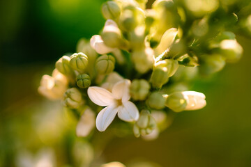 A close up of a white lilac blossom on a stem of mostly un-blossomed lilac buds.