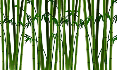 Fototapeta na wymiar Lots of green bamboo wallpaper graphic resources isolated transparent background png
