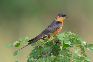Red-breasted swallow - Hirundo semirufa - perched with green leaves in background. Photo from Kruger National Park in South Africa.