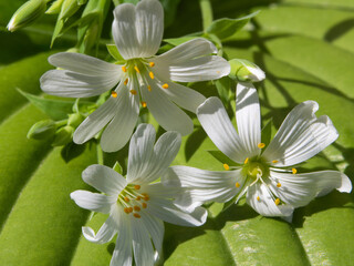 Obraz premium Cerastium small white flowers close-up macro. Elegant white flowers on a natural green plant leaf with texture - floral greeting card or wallpaper