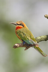 White-fronted bee-eater - Merops bullockoides- perched with green background. Photo from Kruger National Park in South Africa.