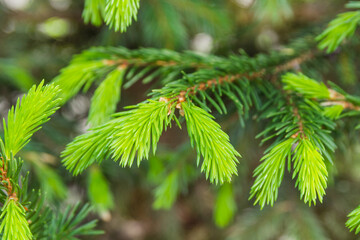 Young tender shoots of a Christmas tree. A branch of a Christmas tree with young, pale green needles