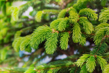 Pale green young needles on a branch of a Christmas tree. Young needles blossomed from a bud on a Christmas tree in spring.