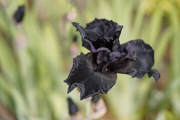 
Iris barbata-elatior ‚Black Dragon‘ Iridaceae family. Hanover, Germany.