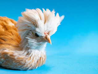 Young Polish at 5 to 6 weeks old on isolated blue background