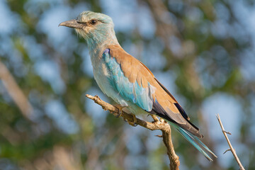 European roller - Coracias garrulus - perched with blue brown  background. Photo from Kruger National Park in South Africa.