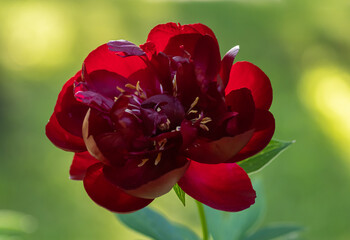 Closeup of red peony flower lit by sunlight on green background