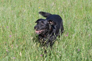 Funny black labrador dog running in a tall grass field. He runs towards the photographer