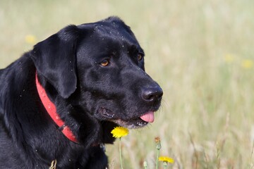 Portrait of a funny and very cute black labrador dog with a small tongue coming out of his mouth and seeds arranged on his head.
