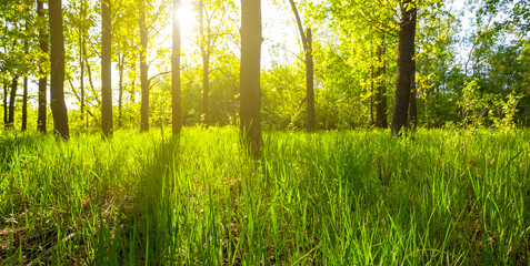 green forest glade in light of sparkle sun, summer natural background