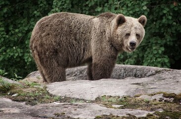 brown bear in zoo