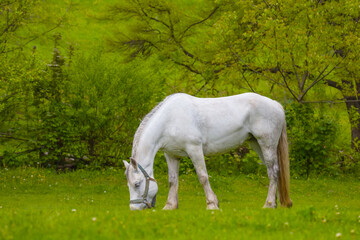 Obraz na płótnie Canvas white horse graze on forest glade, summer countryside scene