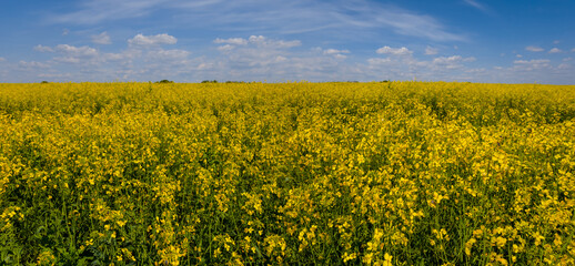 Obraz premium wide yellow rape field under blue cloudy sky, summer agricultural scene