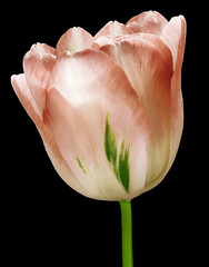 Red  tulip flower  on  black  isolated background with clipping path. Closeup. For design. Nature.