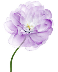 Purple  jasmine flower  isolated  on white  background.    Closeup.  Flower on stem.  For design. Nature.