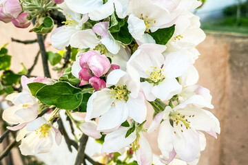 Bright tree branch in flowers. Blooming spring tree. Flower on a branch close up