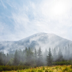 mountain valley with fir forest in dense mist, natural travel background