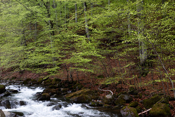 Ukrainian beech forest. Mountain river landscape. Spring. Transcarpathia.