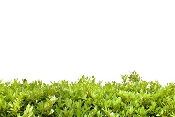 Obraz premium green grass background