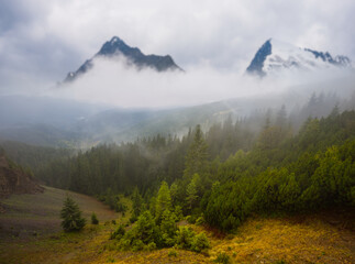 Obraz premium mountain valley with fir forest in dense mist, natural travel background
