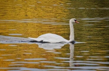 swan on the lake