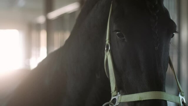 A delightful Friesian stallion in a stall. Close-up of a Friesian horse. The horse looks into the camera. Horse breeding. Jockey. Rider.