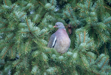 A common wood pigeon, Columba palumbus, perched on a pine tree branch, Germany