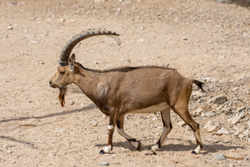 A male Nubian Ibex (capra nubiana) walking across the desert rocks.