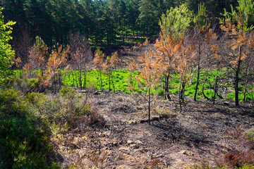 Countryside recovering from a forest fire