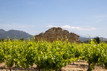seen from vineyard in the Vaucluse in France - obrazy, fototapety, plakaty