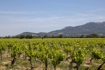 seen from vineyard in the Vaucluse in France - obrazy, fototapety, plakaty