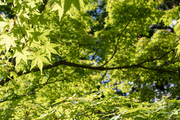 Fototapeta premium Acer palmatum or Japanese maple tree with spring green foliage