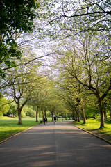 Fototapeta premium alley in the park