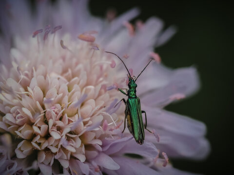 Green bug on a flower