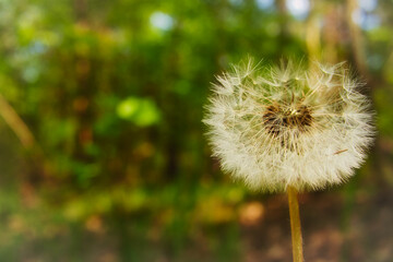 Löwenzahn - Pusteblume