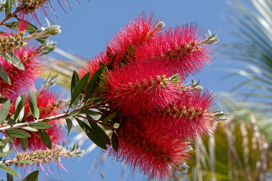 Fleurs rouges en épis de la plante appelé fleur -goupillon.