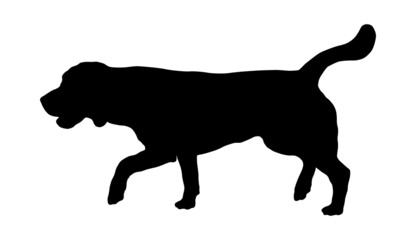Walking english beagle puppy. Black dog silhouette. Pet animals. Isolated on a white background.