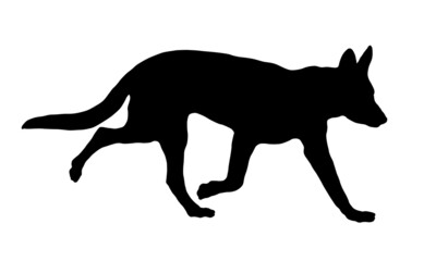 Running german shepherd dog puppy. Black dog silhouette. Pet animals. Isolated on a white background.