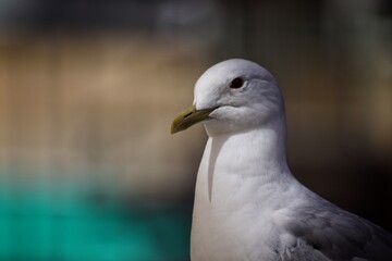 close up of seagull