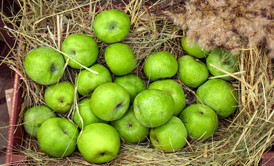 agricultural heap harvest of green apples stacked in dry grass in a wooden box at a farmers fair selling eco organic crop top view, nobody.