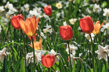 Group of colorful pink flowers, red tulips, white daffodils and other flowers with green leaves in meadow.