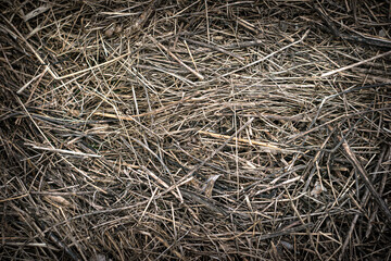 Dry grass hay for background. The texture of the straw backdrop.