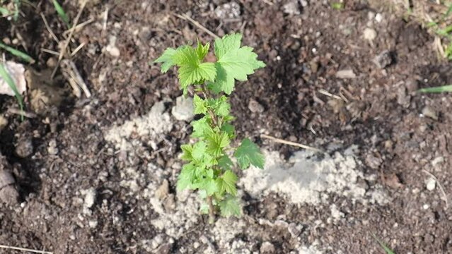 Young Growing Plant Of Black Currant. Greens. Gardening and farming. Blurred background soil. Currant bush. Seedlings. Sprout.