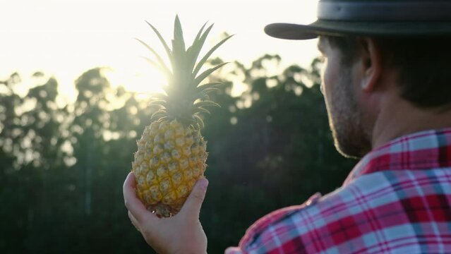 A man on a field in a checkered shirt collects a new fruit harvest. Agribusiness. agricultural engineer standing in a pineapple field. the farmer holds a pineapple in his hands and looks at the sun.