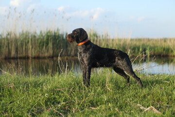 German Wirehaired Hound in nature