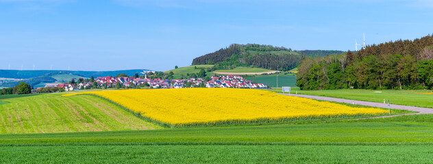 A large oilseed rape field in front of the idyllic village of Blumberg in the Black Forest region in Germany
