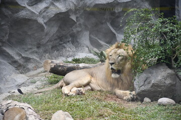 Fototapeta na wymiar Feeling hot Lion, Manila Zoo Garden Philippines 