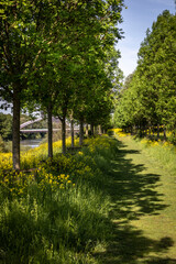 Baumallee am Rhein-Herne-Kanal im Frühling in Oberhausen Osterfeld mit Gasometer und Kanalbrücke