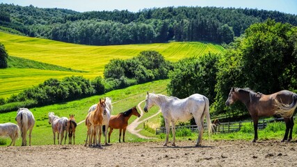 Beautiful landscape that meanders in hill and valley with beautiful horses in the foreground